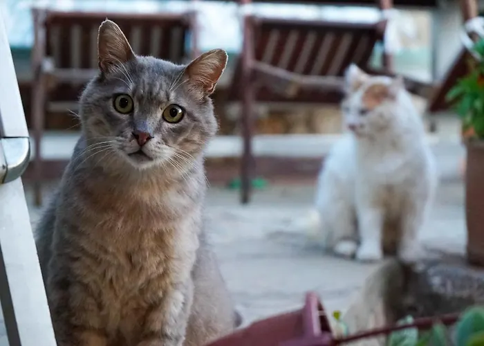 Hotel Sato Triopia Butik Yakakoy (Bodrum)